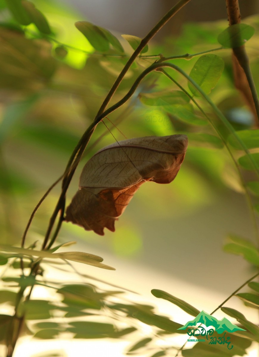 Troides darsius Gray, 1852